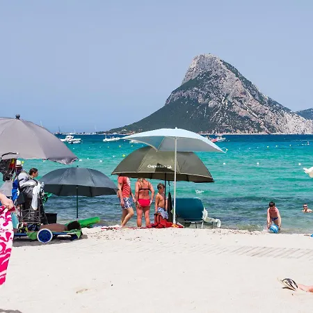 Myrsine 7s - Klodge * Murta Maria