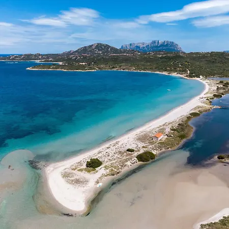 Myrsine 7s - Klodge Murta Maria