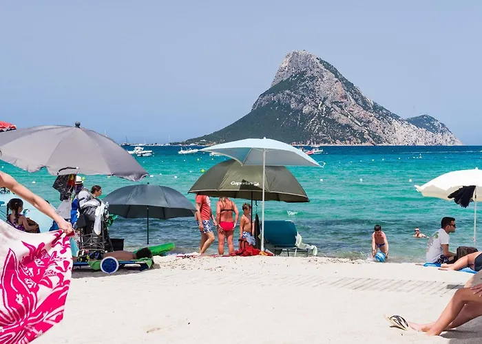 Myrsine 7s - Klodge * Murta Maria