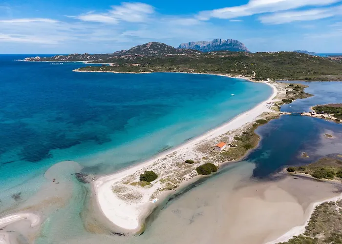 Myrsine 7s - Klodge Murta Maria